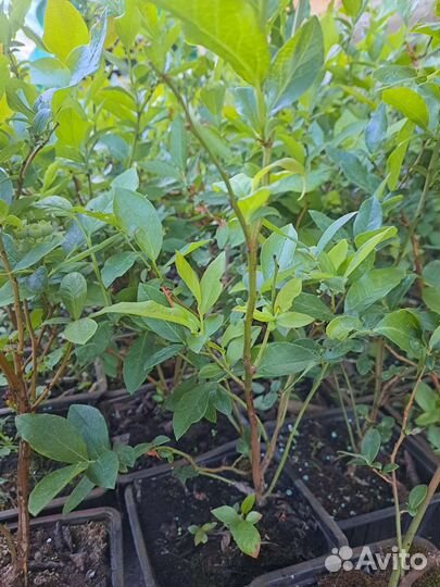 Саженцы голубики 2года