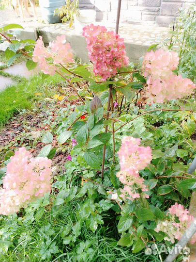 Гортензия метельчатая