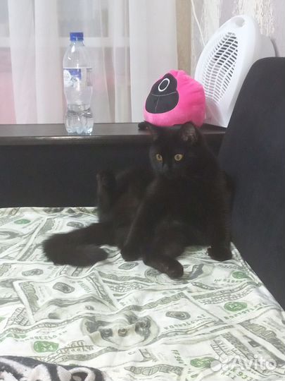 Отдам в добрые руки кошку