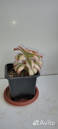 Эониум Старберст