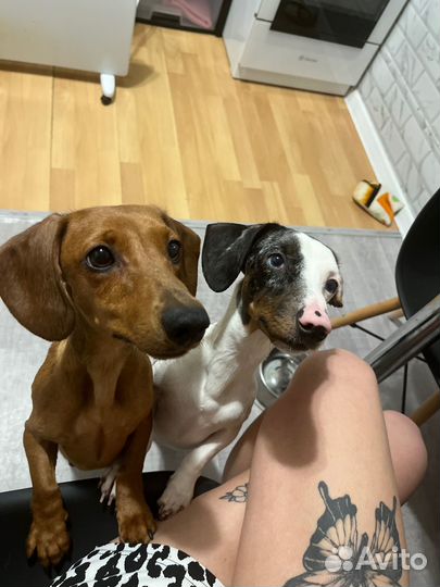 Щенки таксы