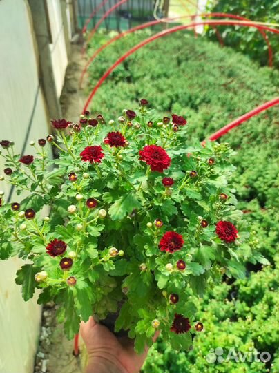 Хризантемы мультифлора