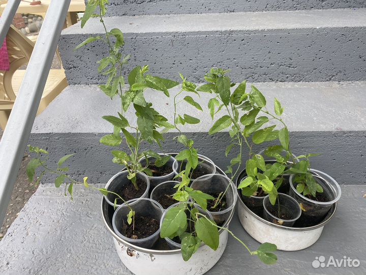 Пассифлора