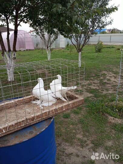 Продам голубей