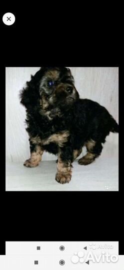 Вязка пудель