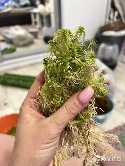 Мох сфагнум живой