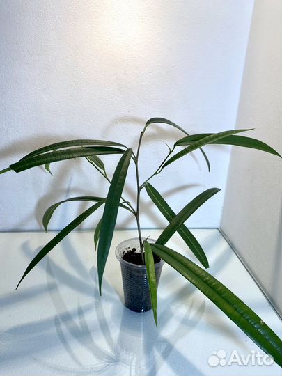 Фикус Бенджамина Даниэль, фикус Биннендийка Али