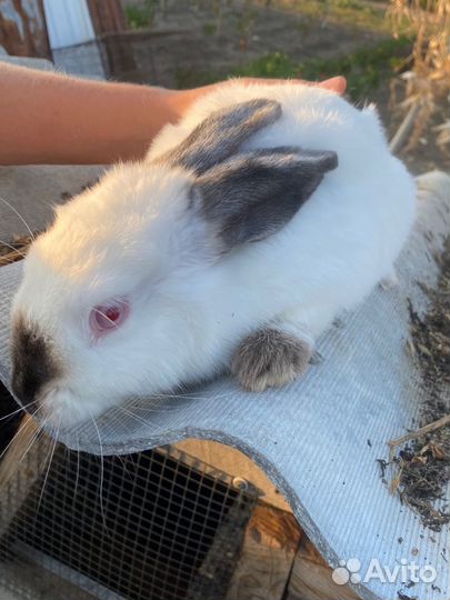 Колифорнийские кролики