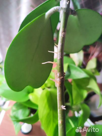 Хойя kerry сплеш