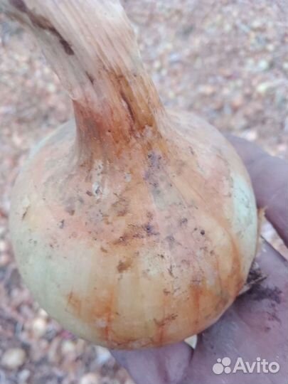 Лук на перо