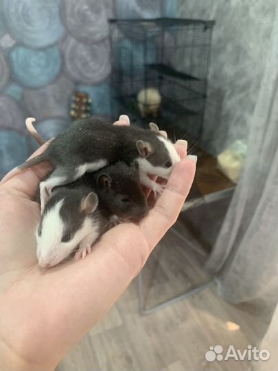 Декоративная крысы дамбо расцветка хаски