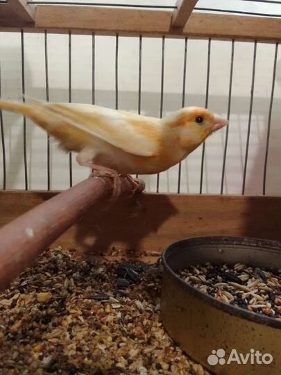 Канарейки поющие и амадины от заводчика