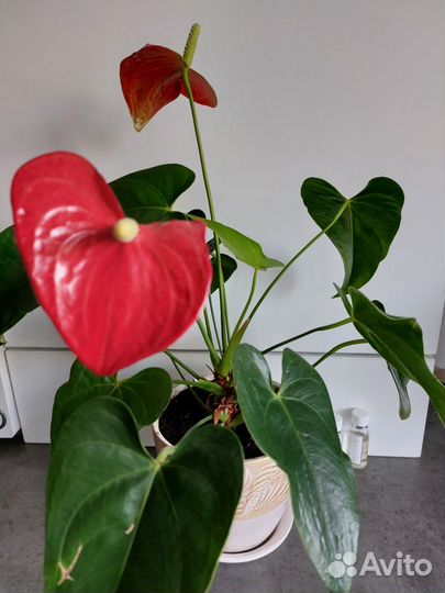 Антуриум красный