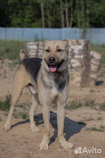 Псу Зору очень нужны заботливые родители