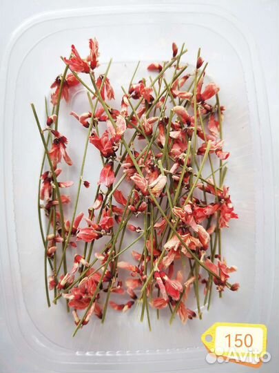 Сухоцветы разные