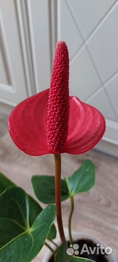 Антуриум Алтимо