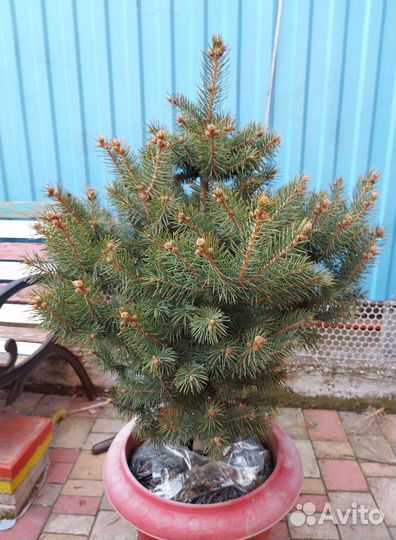 Ель пышная 2м