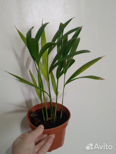 Хризалидокарпус Арека