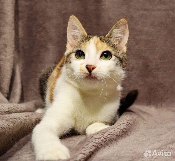 Котёнок на удачу