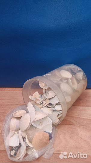 Отдам ракушки