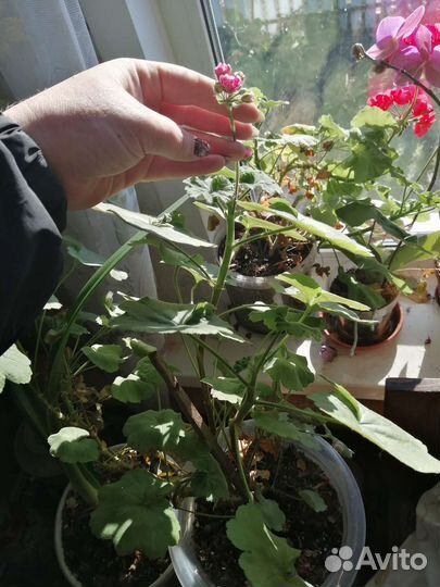 Цветы комнатные