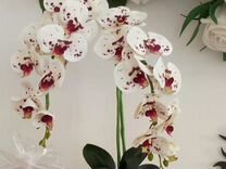 Подарок Орхидея цветы ночник