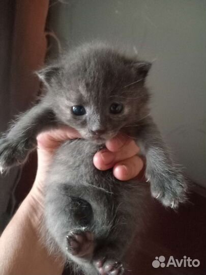 Сибирские котята