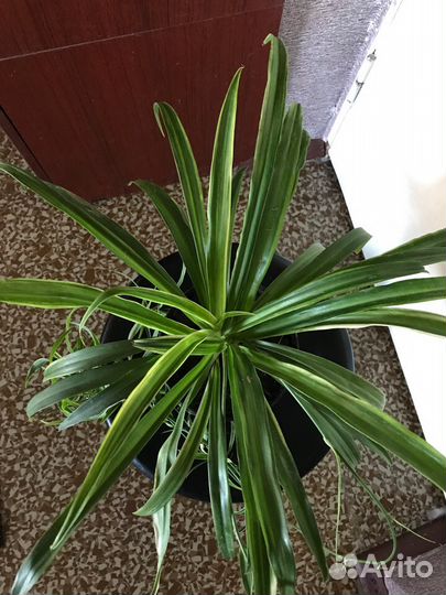 Молочай и хлорофитум полосатый