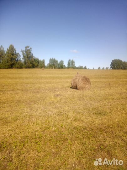 Продам сено в рулонах свежий укос