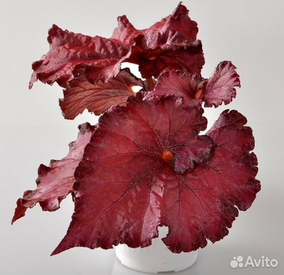 Бегонии сортовые коллекционные декоративно-листвен