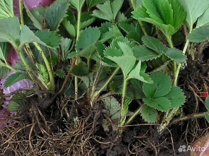 Рассада клубники с окс