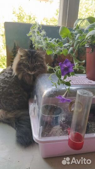 Инкубационные яйцо