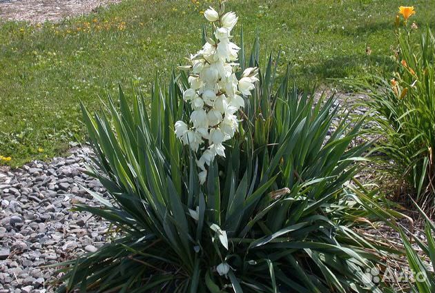 Юкка нитчатая вечнозеленая