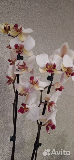 Орхидея Фаленопсис 