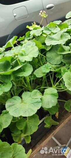 Пелоргония. Герань