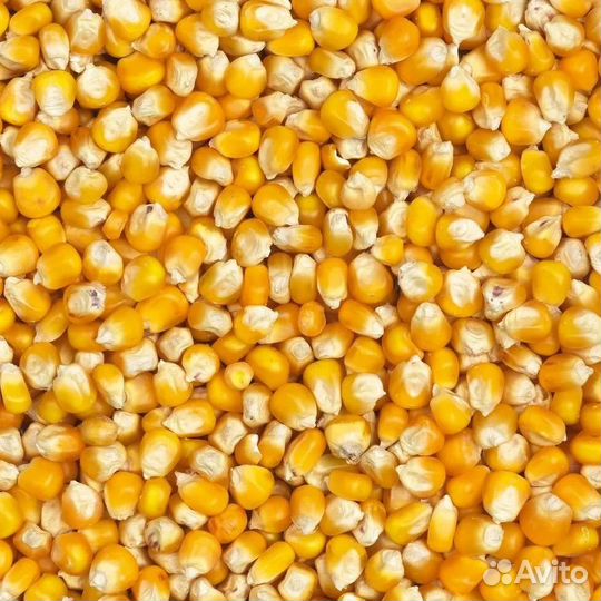 Кукуруза оптом