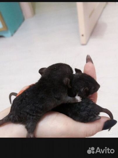 Крысята рексы