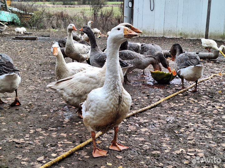 Гуси подрощенные