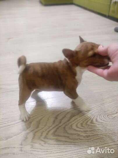 Щенки басенджи