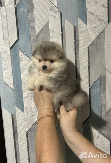 Померанский шпиц