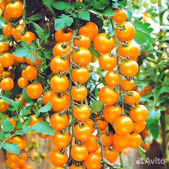 Семена коллекционных сортов томатов