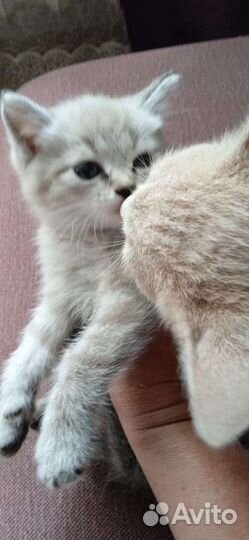 Кошечка в добрые руки