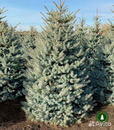 Ель С доставкой