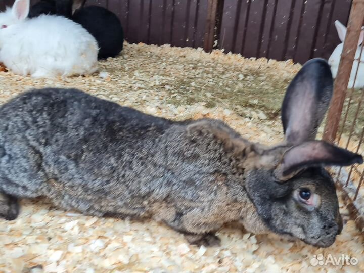 Кролики мясных пород