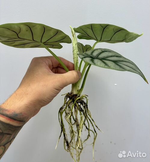 Алоказия сильвер дрэгон серебряный дракон