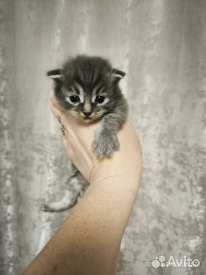 Котята курильского бобтейла