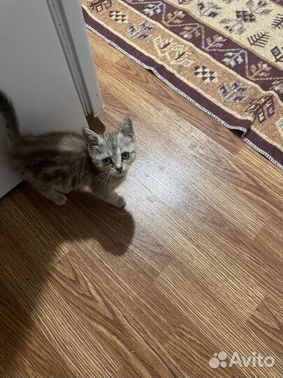 Кошка в дар бесплатно