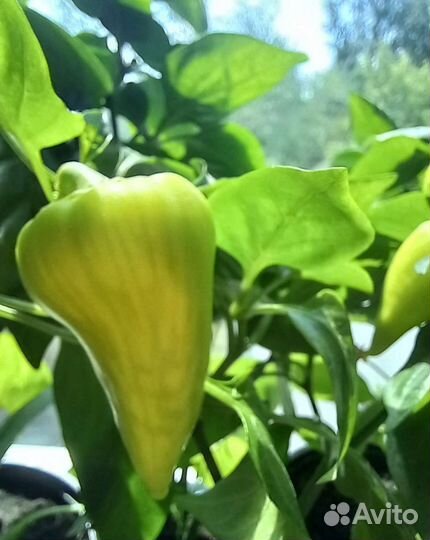 Рассада сладкого перца