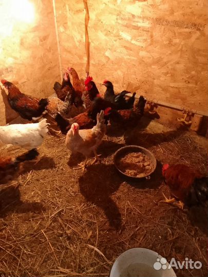 Молодые петушки