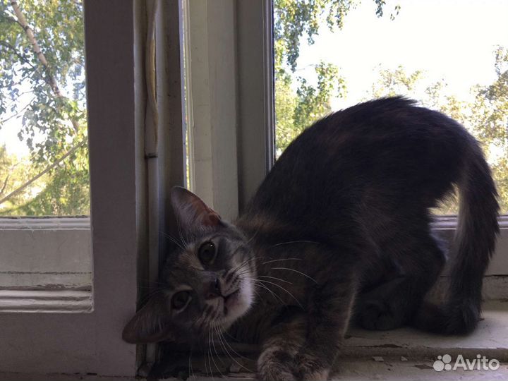Кошка